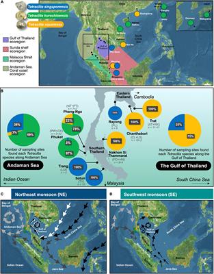 Biogeography and Biodiversity of the Intertidal Barnacle Tetraclita Species in the Gulf of Thailand and Andaman Sea – Influences of Oceanographic Currents and Pleistocene Glaciations